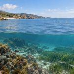 Coastal marine habitat with boundary buoys, rocky reef, seagrass, and fish